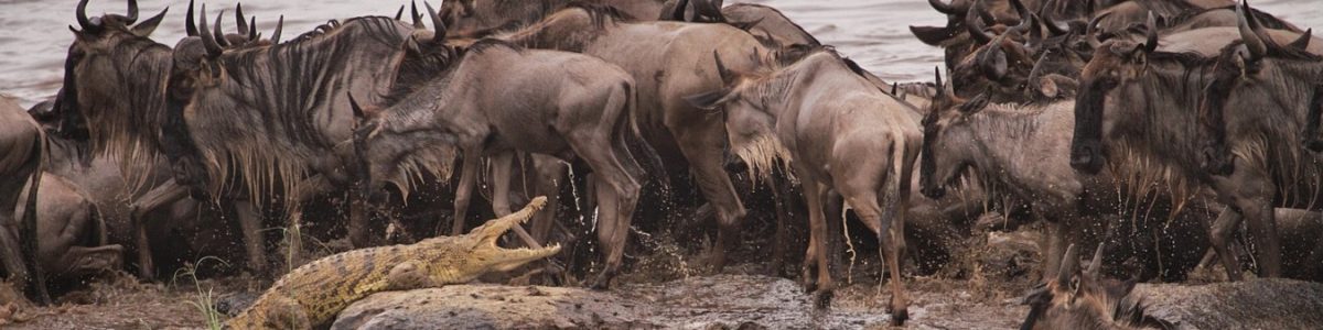 banner-destinations-masai-mara-game-reserve.jpg