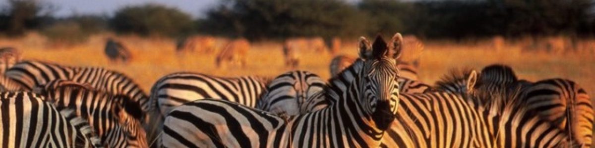 cropped-banner-destinations-serengeti-national-park-thumb-1.jpg