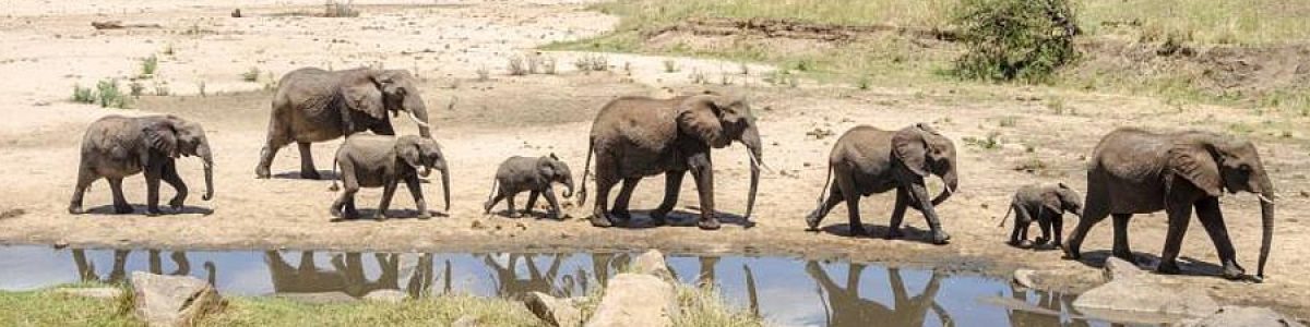 safari-tanzania-ultimate.jpg