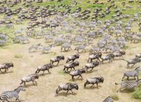 Masai Mara Safari Cost